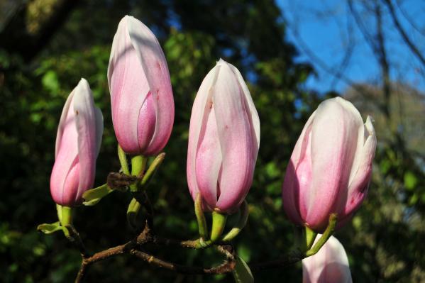 Flowering magnolia