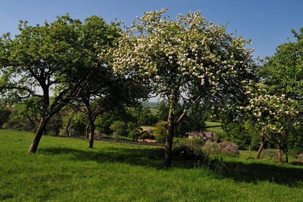 Whimple orchard blossom by Simon Bates