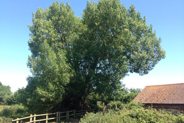 Black poplar at Clyst St Mary