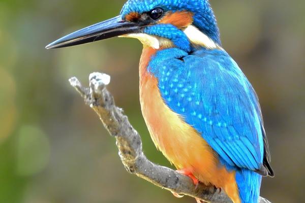 Kingfisher