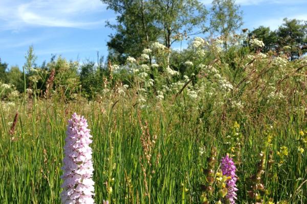 Orchids in a meadow