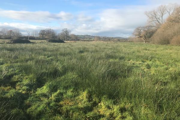 Marshy fields