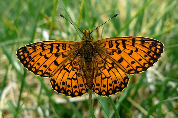 Small pearl-bordered fritillary butterfly