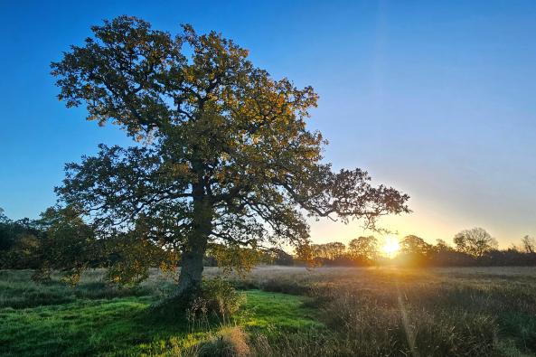 Autumn sunrise - Oak Tree