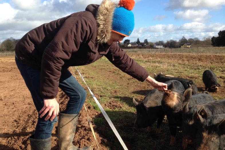 Young man and pigs