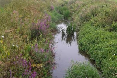 Purple loosestrife in flower on the River Clyst at Clyst Honiton