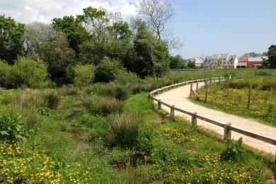 Path by pond at Cranbrook Country Park