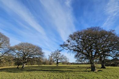 Bishop's Court Deer Park