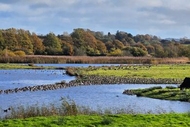 Bowling Green Marsh 