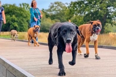 Dogs enjoying Clyst Meadows