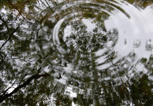 Rain drop reflection of ash canopy