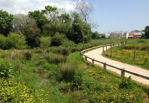 Path by pond at Cranbrook Country Park