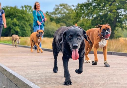 Dogs enjoying Clyst Meadows