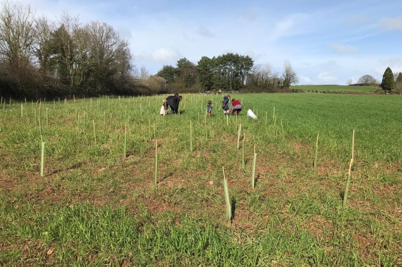 woodland planting at West Clyst