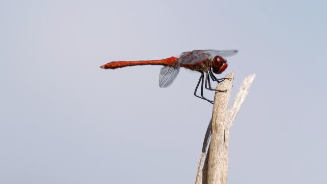 Dragonfly