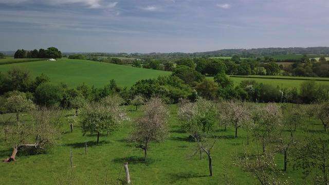 Darts + Orchards