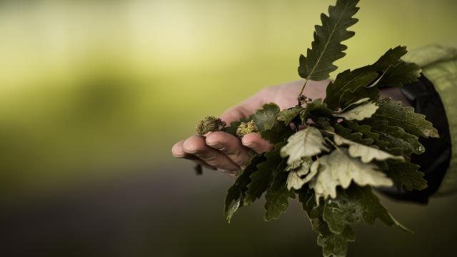 Holding oak leaves